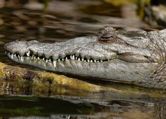 Sleeping American Crocodile Everglades National Park Flamingo Marina Florida