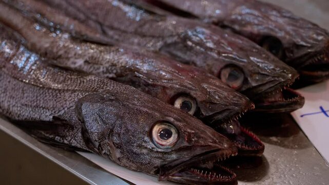 Several black scabbardfish, freshly caught, are presented on a bed of ice at a fish market, ready for sale