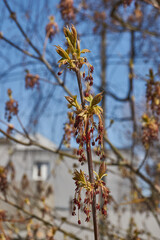 The ash-leaved maple blooms, or American maple (lat. Acer negundo), inflorescences dissolve. Spring.