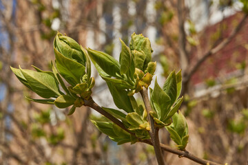 Lilac buds are blooming. Lilac buds (Latin Syringa vulgaris) in the rays of the spring sun. Spring.