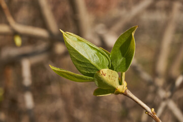 Lilac buds are blooming. Lilac buds (Latin Syringa vulgaris) in the rays of the spring sun. Spring.