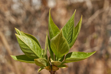 Lilac buds are blooming. Lilac buds (Latin Syringa vulgaris) in the rays of the spring sun. Spring.