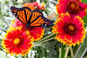 Monarch Butterfly on Orange Red and Yellow Arizona Sun Flowers Closeup 