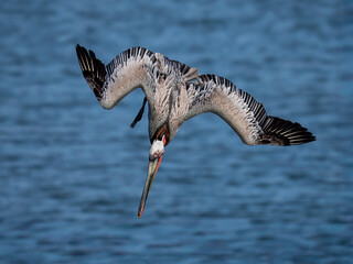 A Brown Pelican (Pelecanus occidentalis) is in mid-dive, exhibits its iconic plunge-diving behavior