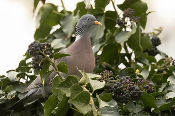portrait of a Common wood pigeon - ringeltaube