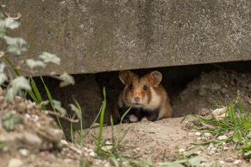 a curious european hamster looking out of a hole on the ground