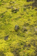 algae covered Intertidal zone seabed with barnacles rock