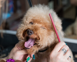 Groomer combing poodle in salon. 