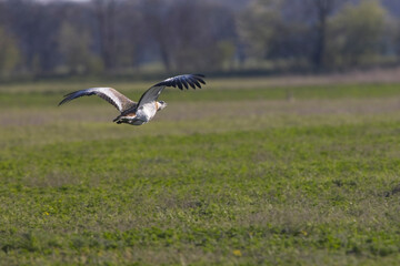 Eine Großtrappe (Otis tarda) im Flug über eine offene Landschaft, eingefangen in einem dynamischen Moment mit weit ausgebreiteten Flügeln. 