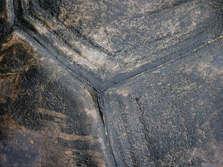 close up view of the shell texture of the Seychelles turtle (Aldabrachelys gigantea), Aldabra giant tortoise shell background