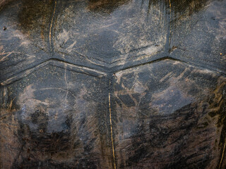close up view of the shell texture of the Seychelles turtle (Aldabrachelys gigantea), Aldabra giant tortoise shell background