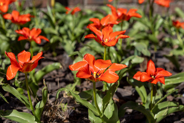 close-up of blooming red tulips