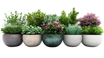 3D plant arrangements in ceramic pots, realistic and HD, isolated on white background