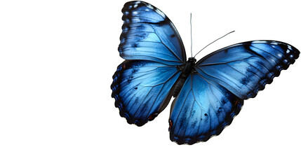 A high-definition, realistic blue butterfly with wings open, isolated on a white background