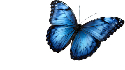 A high-definition, realistic blue butterfly with wings open, isolated on a white background