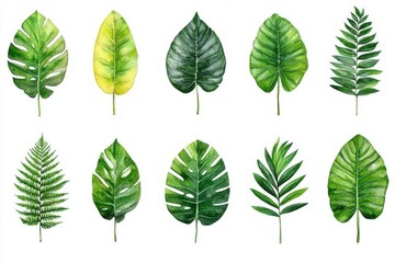 Hand drawn green leaf isolated showcasing tropical leaves, jungle plant, watercolor flora elements, such as palm, fern, banana, and bamboo