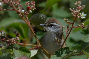 Wren with flowers