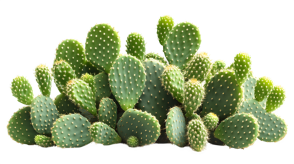 A high-definition, realistic cactus paddle cluster, isolated on a white background