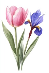 Naklejka premium Beautiful pink flowers, such as iris, tulip, and hyacinth, are depicted in a stunning watercolor botanical bouquet on a clean white background surrounded by green leaves