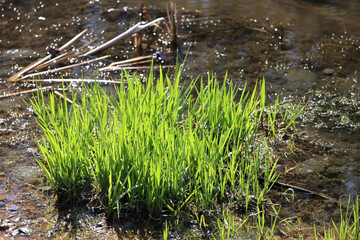 Lush Tuft Of Bright Green New Grass Growing In Mud Or Shallow Water Near The Edge Of A Stream Or...