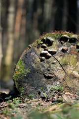 Close Up Of A Weathered Log End Surface Showing Wood Texture, Cracks, Green Moss, And Several Small...