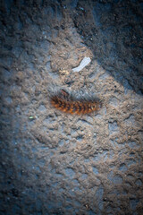 Macro Photo of Caterpillars on Rough Concrete Background Outdoors