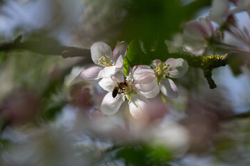 Bee on Apple Blossom