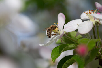 Bee on apple tree blossom