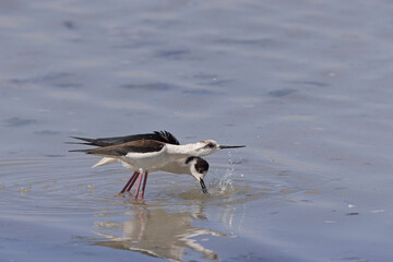 Zwei Stelzenläufer (Himantopus himantopus) in einer intensiven Szene des Paarungsvorspiels. 