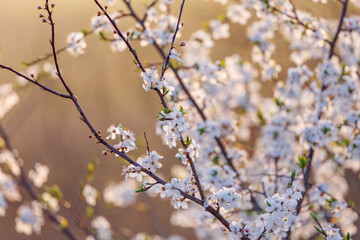 White Blossom Branches blooming in the evening light