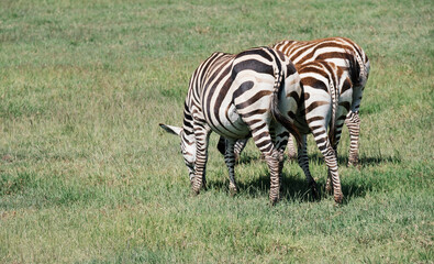 Grant's Zebra back view in the Ngorongoro Crater Conservation Area, Tanzania, East Africa. Beauty in wild nature and traveling concept