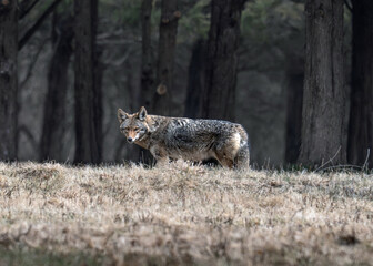 Coyote in Field 