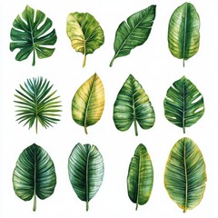 Obraz premium Watercolor clipart featuring tropical leaves, banana palm, and monstera foliage creates a beautiful botanical greenery illustration with a unique hand-painted jungle plant design