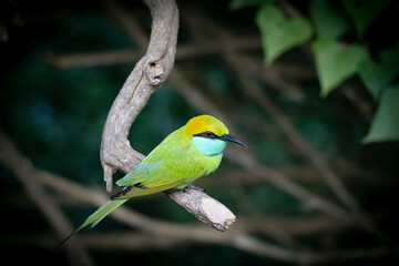 le guepier d'orient dant la foret Yala national parc au Srilanka