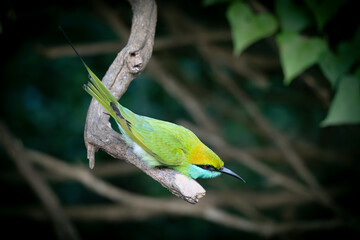 le guepier d'orient dant la foret Yala national parc au Srilanka