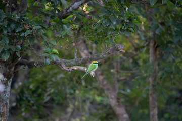 le guepier d'orient dant la foret Yala national parc au Srilanka