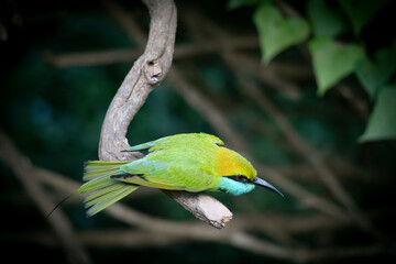 le guepier d'orient dant la foret Yala national parc au Srilanka