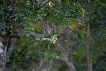 le guepier d'orient dant la foret Yala national parc au Srilanka
