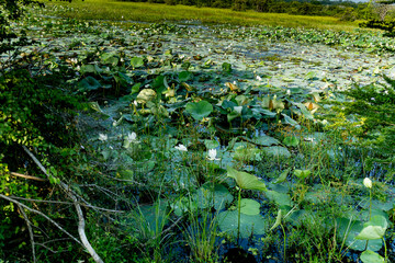 Lotus blanche dans un lac au srilanka