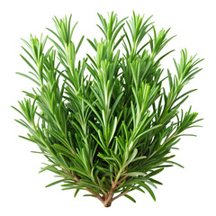 Obraz premium fresh green grass