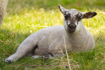 Naklejka premium close up lamb lying in the meadow, young sheep relaxing, young sheep looks into the camera, sheep in the meadow, small woolly lamb with black and white head