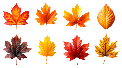 Obraz premium Assorted autumn leaves including maple, realistic 3D, isolated on white background