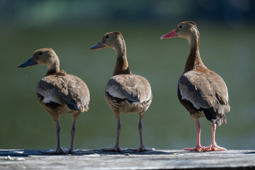 Ducks In A Row
