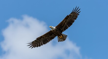 Fototapeta premium An Eagle soaring high in a bright blue sky,wing fully spread