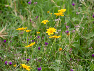 Millions of these wild sunflowers (Aspilia mossambicensis) color the Ngorongoro Crater yellow.