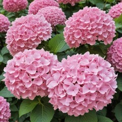 Fototapeta premium pink hydrangea flowers, pink hydrangea flower, pink hydrangea