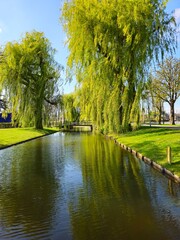 Obraz premium Canal with a gorgeous bright green weeping willow over hanging the canal banks. Vibrant woodland landscape in Spring in a public park.