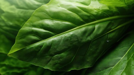 Fresh Green Leaves Close-Up in Natural Light  