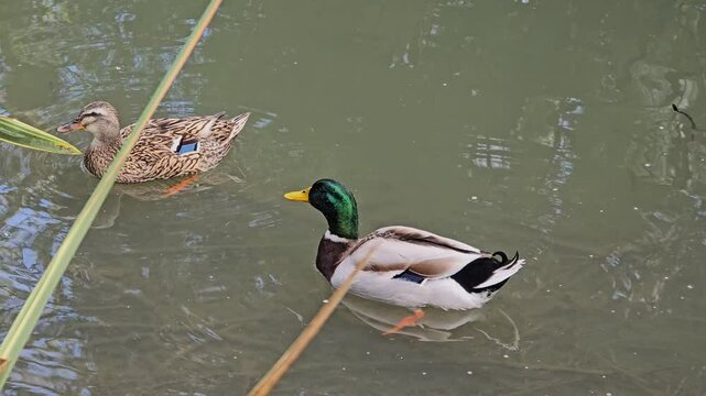 Duck and drake swimming on a pond together, close-up