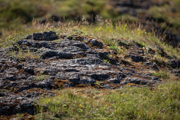 Close-Up of Sunlit Limestone Rock with Moss and Grass, Muhu Island, Estonia